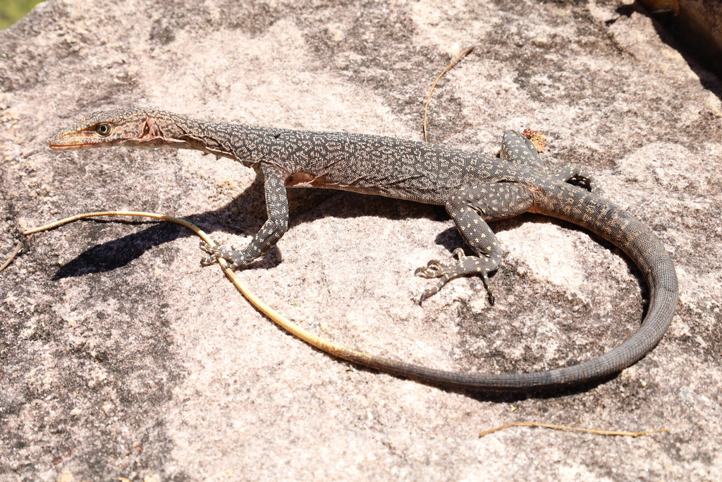 Black-Palmed Rock Monitor