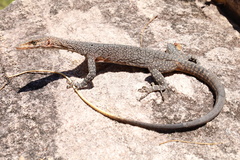 Black-Palmed Rock Monitor photo 1
