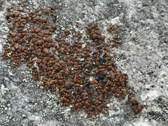 Toninia ruginosa pacifica
