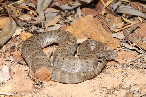 Photo of a Papuan Death Adder (Acanthophis rugosus)