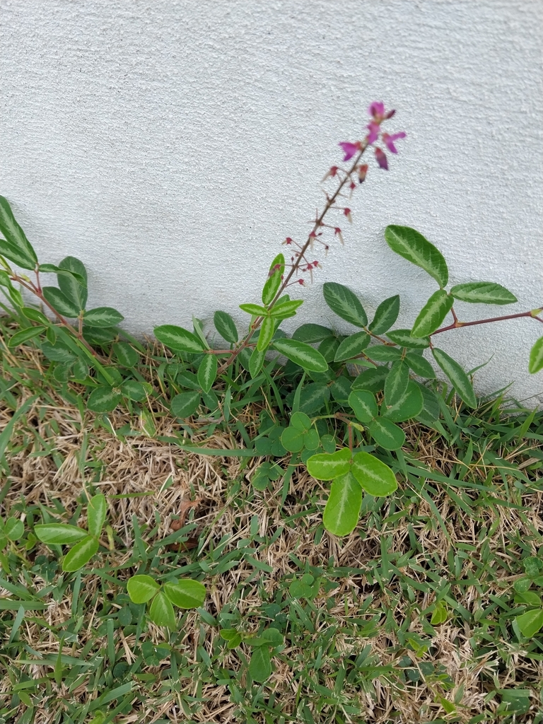 creeping beggarweed from Wilston QLD 4051, Australia on November 21 ...