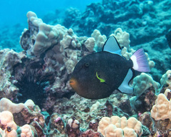 Melichthys vidua