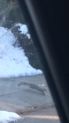 Sciurus carolinensis