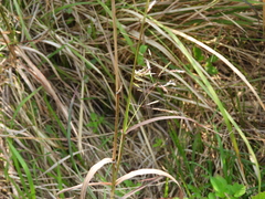 Capillipedium parviflorum