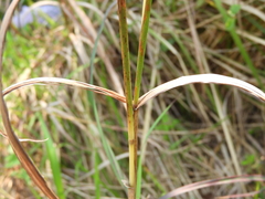 Capillipedium parviflorum