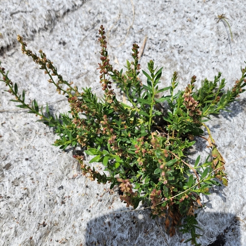Image of Haloragis heterophylla by (c) Wendy F, some rights reserved (CC BY)