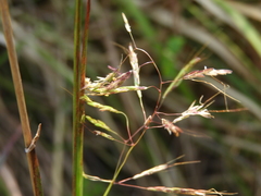 Capillipedium parviflorum