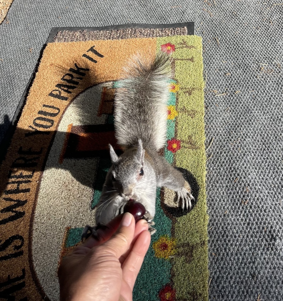 Tree Squirrels from Hualapai Mountain Park, Kingman, AZ, US on June 24