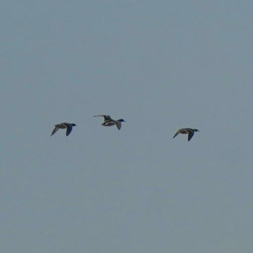 Mallard photographed in Kansas