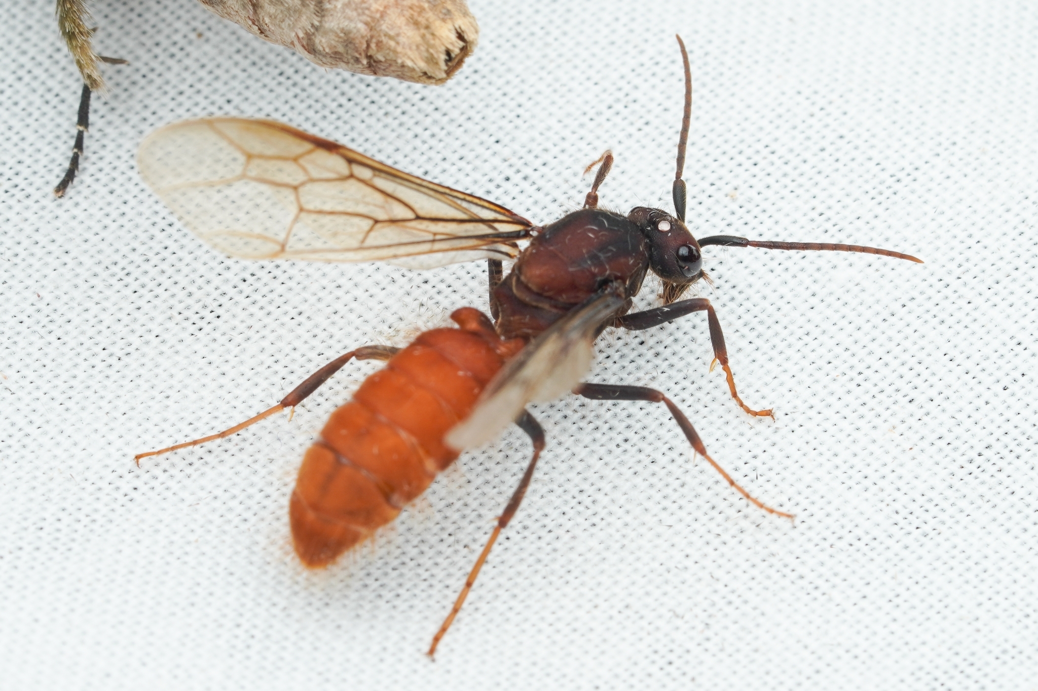 Eciton burchellii cupiens