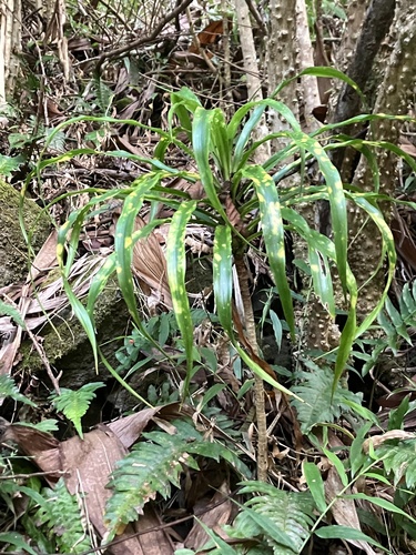 Dracaena rockii observed 2023-11-20