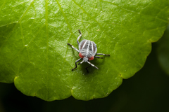 Tessaratoma papillosa