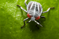 Tessaratoma papillosa