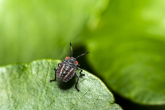 Tessaratoma papillosa