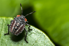 Tessaratoma papillosa
