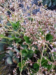 Crassula multicava