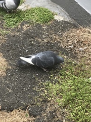 Columba livia domestica