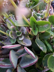Crassula multicava