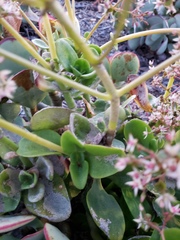 Crassula multicava
