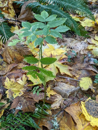 Red elderberry seedling