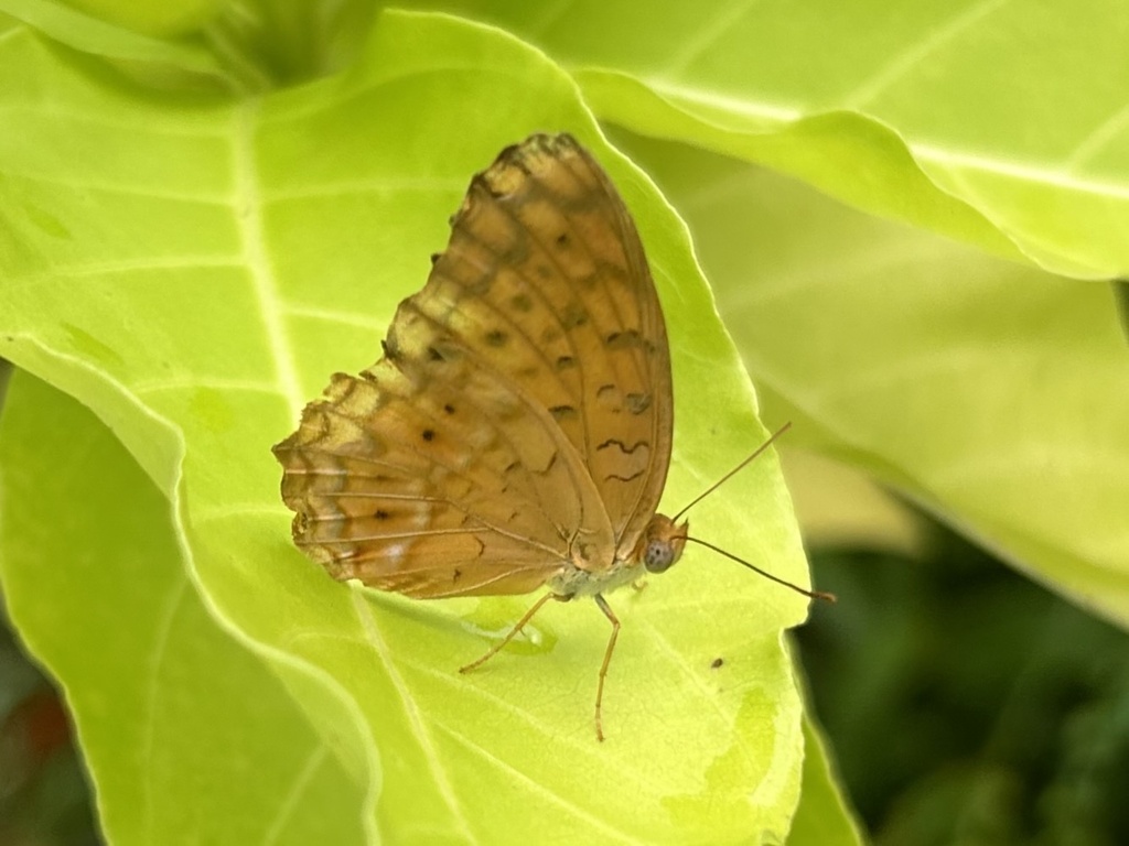 Common Leopard from Singapore Island, SG on November 22, 2023 at 07:46 ...