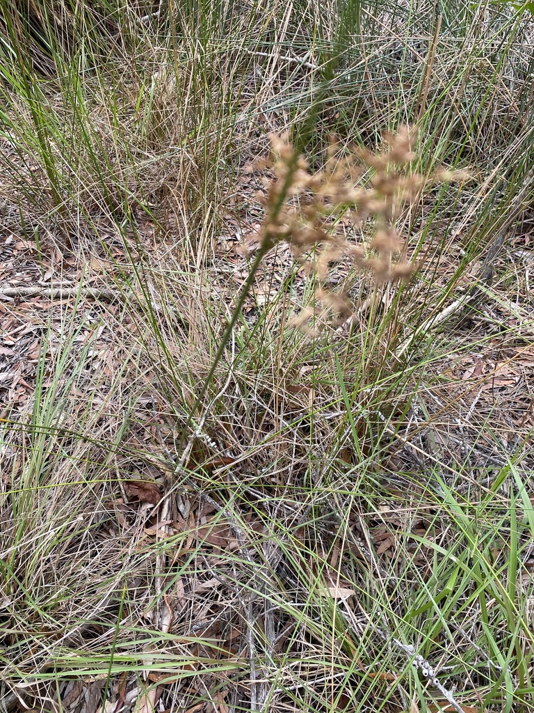 australian rush from Ben Bennett Bushland Park, Caloundra, QLD, AU on ...
