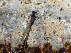 Argia tezpi