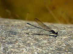 Argia tezpi