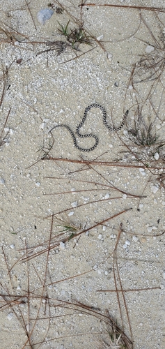 Short-tailed Snake