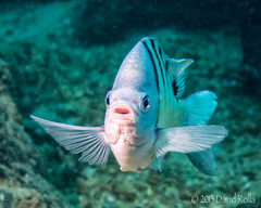 Abudefduf abdominalis