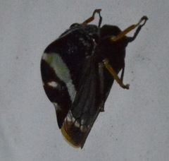 Smilia fasciata