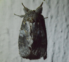 Peridea angulosa
