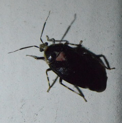 Deraeocoris sayi