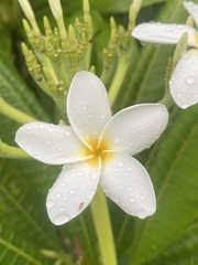 Plumeria obtusa image