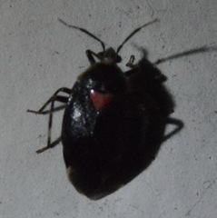 Deraeocoris sayi