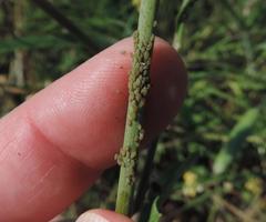 Lipaphis pseudobrassicae
