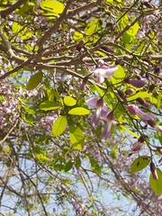 Millettia peguensis