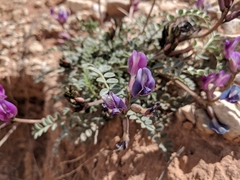 Astragalus amphioxys