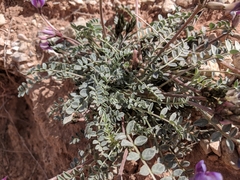 Astragalus amphioxys