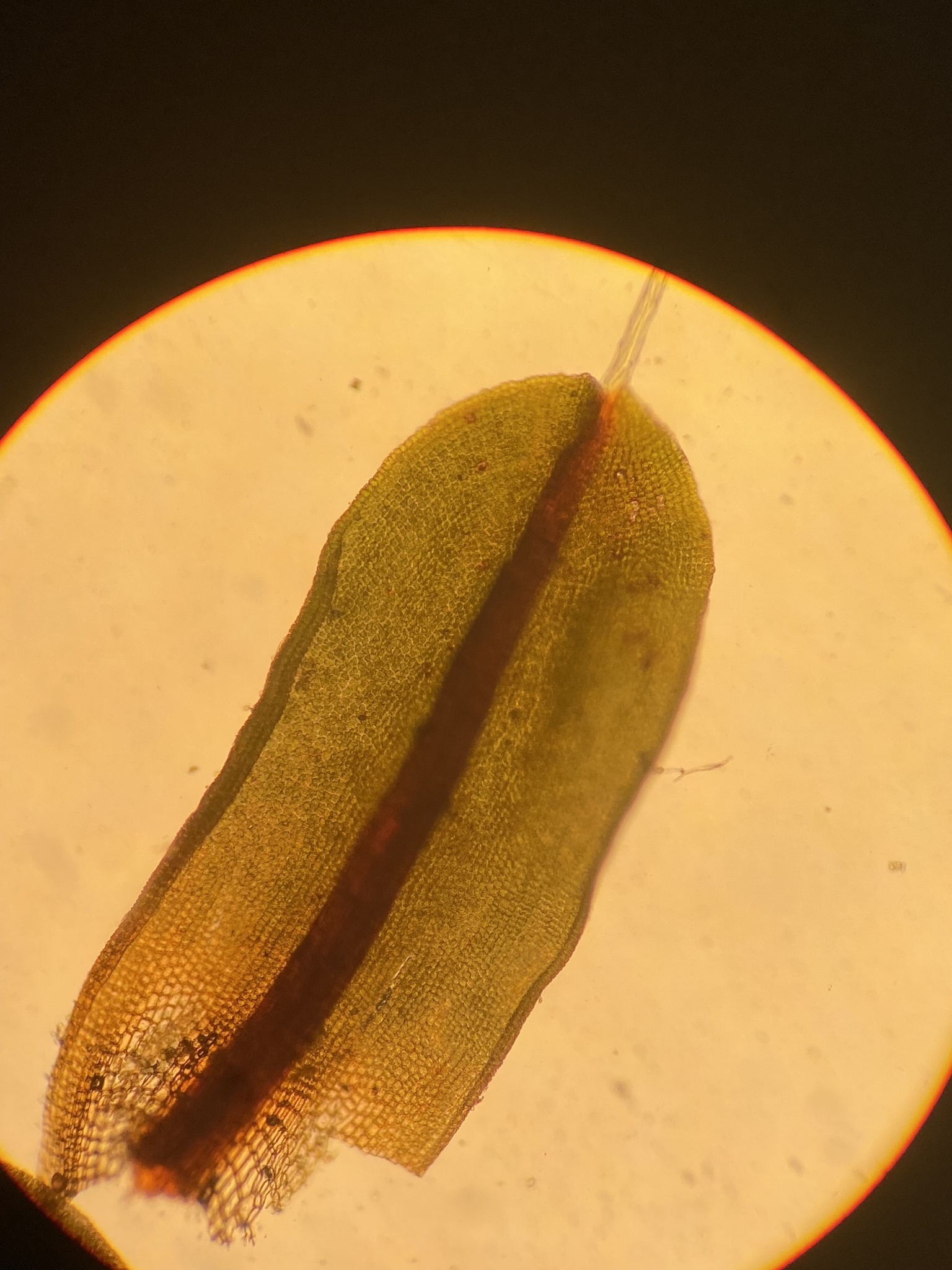 Syntrichia obtusissima