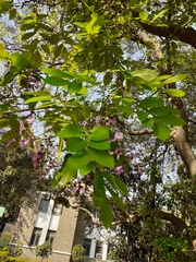 Millettia peguensis