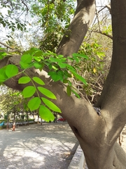 Millettia peguensis