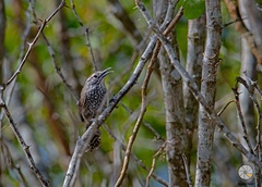 Pheugopedius maculipectus