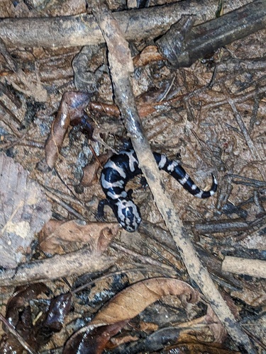 Marbled Salamander