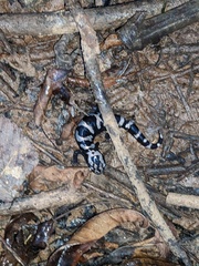 Marbled Salamander photo 5