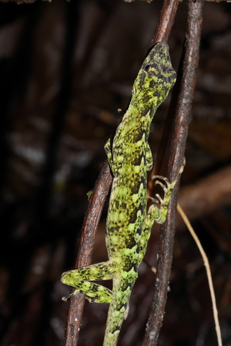 Banded Anole, Anolis fasciatus