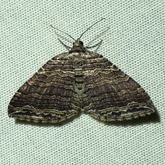 Anticlea multiferata