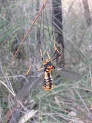 Leptotarsus imperatorius
