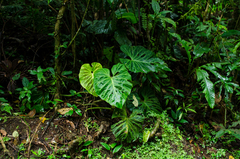 Philodendron verrucosum image