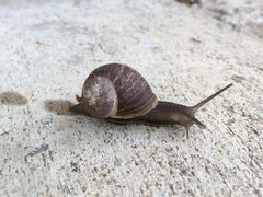 Cornu aspersum